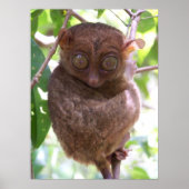 Philippine Tarsier Print Poster (Vorne)