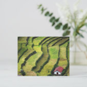 Philippinen, Batad, erhöhte Sicht auf Reis Postkarte (Stehend Vorderseite)