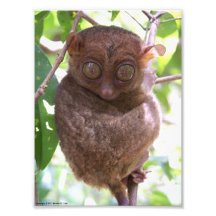 Philippinischer Tarsier Foto-Druck Fotodruck
