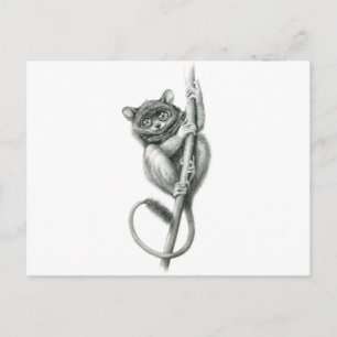 Philipppine Tarsier schukina Postkarte