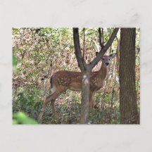 Philly Whitetail Fawn Postcard