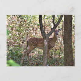 Philly Whitetail Fawn Postcard Postkarte