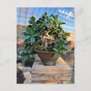 Phipps Conservatory Bonsai Tree Postkarte