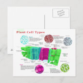 Phloem Xylem Sclerenchyma Collenchyma Leaf Postkarte (Vorne/Hinten)