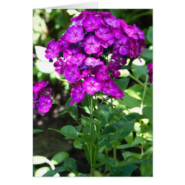 Phlox (Vorne)