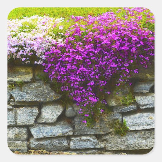 Phlox auf Rocks Aufkleber (Vorderseite)