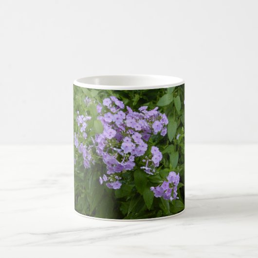 Phlox blüht Tasse (Mittel)
