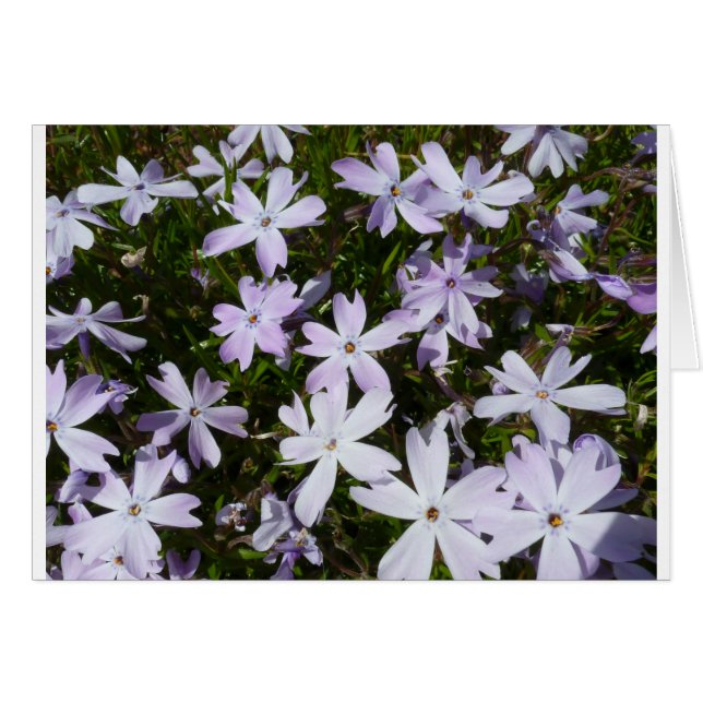 Phlox-Blume (Vorderseite (Horizontal))