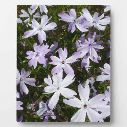 Phlox-Blume Fotoplatte (Vorderseite)