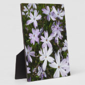 Phlox-Blume Fotoplatte (Seite)