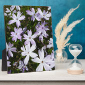 Phlox-Blume Fotoplatte (Seite)