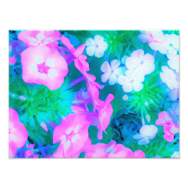 Phlox-Blume in Rosa, Grün, Blau und Weiß. Fotodruck