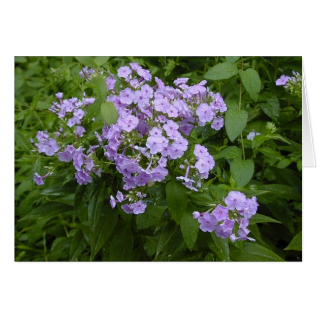 Phlox-Blütenkarte (Vorderseite (Horizontal))