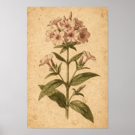 Phlox Botanischer Druck Poster (Vorne)