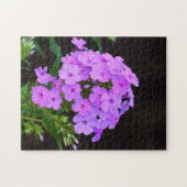 Phlox 'David's Lavender' Puzzle (Horizontal)