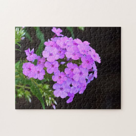 Phlox 'David's Lavender' Puzzle (Horizontal)