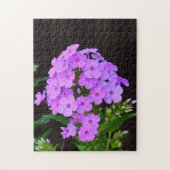 Phlox 'David's Lavender' Puzzle (Vertikal)