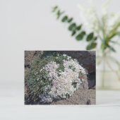 Phlox diffusa postkarte (Stehend Vorderseite)