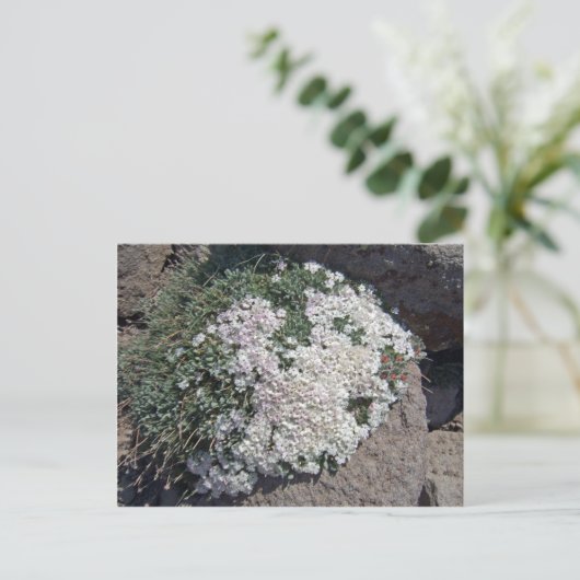 Phlox diffusa postkarte (Stehend Vorderseite)
