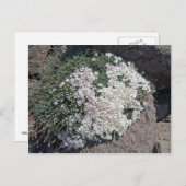 Phlox diffusa postkarte (Vorne/Hinten)