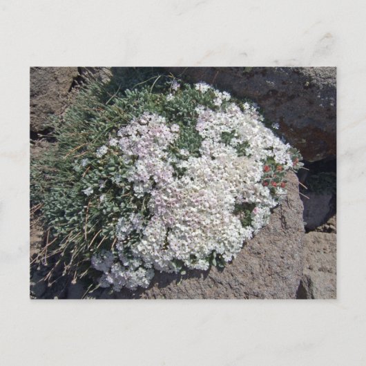Phlox diffusa postkarte (Vorderseite)