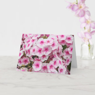 Phlox. Friary Gardens, Cardiff, Wales. Karte