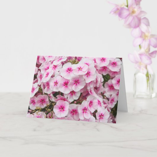 Phlox. Friary Gardens, Cardiff, Wales. Karte (Orchidee)