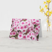 Phlox. Friary Gardens, Cardiff, Wales. Karte (Gelbe Blume)