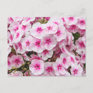 Phlox. Friary Gardens, Cardiff, Wales. Postkarte