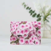 Phlox. Friary Gardens, Cardiff, Wales. Postkarte (Stehend Vorderseite)