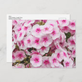 Phlox. Friary Gardens, Cardiff, Wales. Postkarte (Vorne/Hinten)