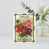 Phlox gemischt postkarte (Stehend Vorderseite)