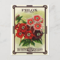 Phlox gemischt