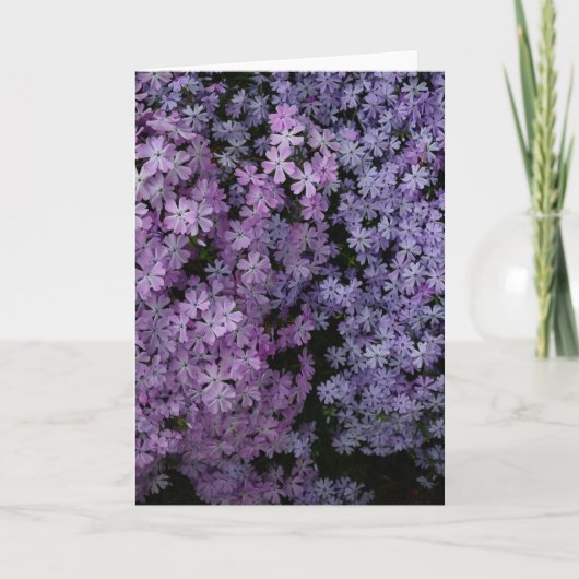 Phlox im Überfluss Karte (Vorderseite)