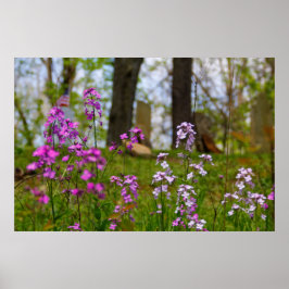 Phlox in der Nähe eines Friedhofs Poster