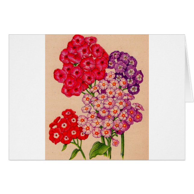 Phlox in Rot, Rosa und Lavendel (Vorderseite (Horizontal))