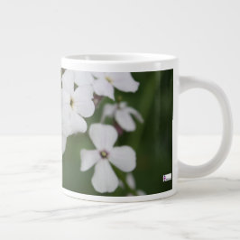 Phlox Jumbo-Tasse