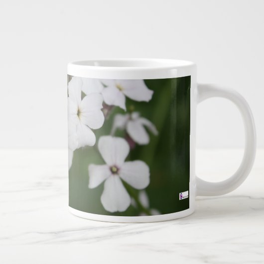 Phlox Jumbo-Tasse (Rechts)