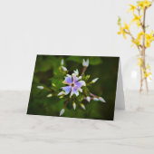 Phlox, Karte (Gelbe Blume)