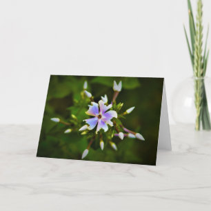 Phlox, Karte