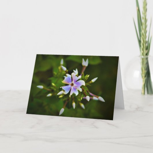 Phlox, Karte (Vorderseite)