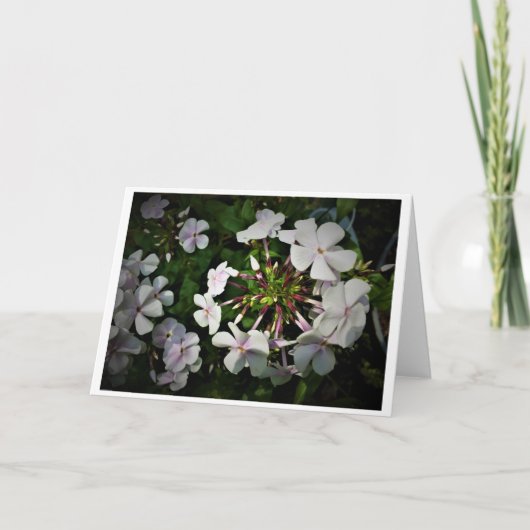 Phlox, Karte (Vorderseite)