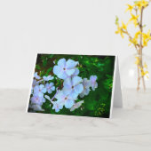 Phlox, Karte (Gelbe Blume)