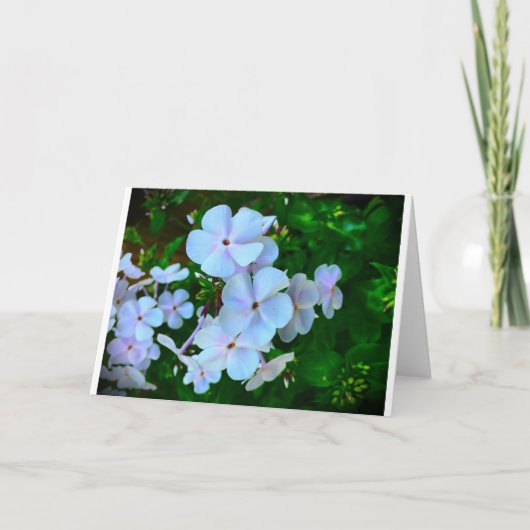 Phlox, Karte (Vorderseite)