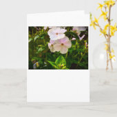 Phlox, Karte (Gelbe Blume)