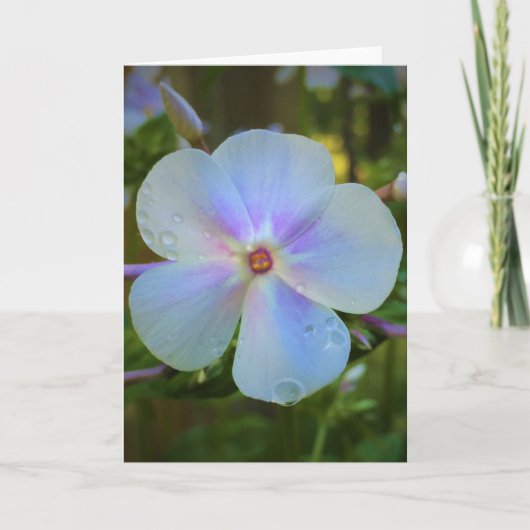 Phlox, Karte (Vorderseite)