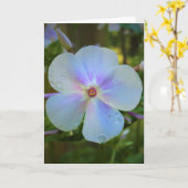 Phlox, Karte (Gelbe Blume)