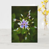 Phlox, Karte (Gelbe Blume)