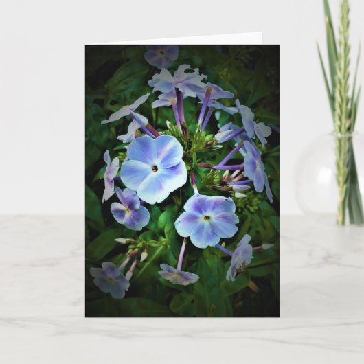 Phlox, Karte (Vorderseite)
