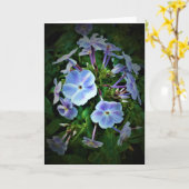 Phlox, Karte (Gelbe Blume)